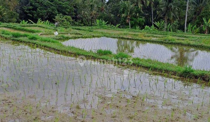 Selling terraced land in Ubud 1