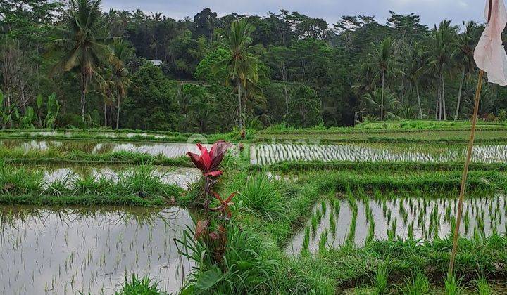 Jual tanah ubud terasiring 2