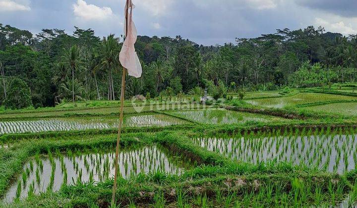 Jual tanah ubud terasiring 2