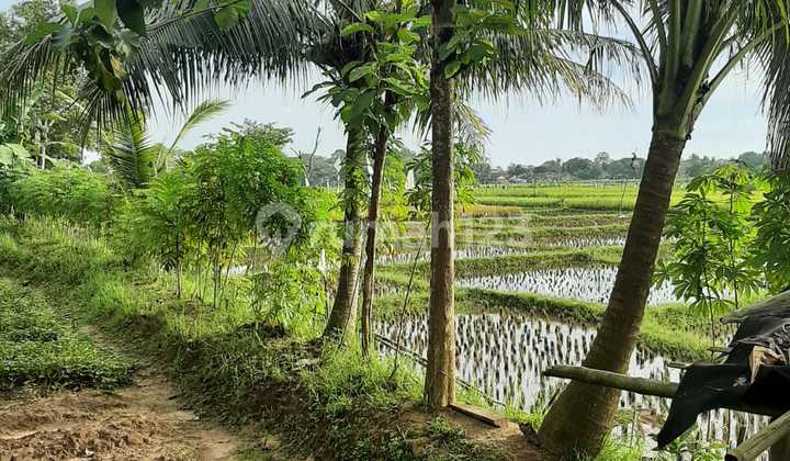 DIJUAL Tanah Kebun/Sawah Lokasi Blok Lio Margasari Tigaraksa DIJUAL Tanah Kebun/Sawah Lokasi Blok Lio Margasari Tigaraksa