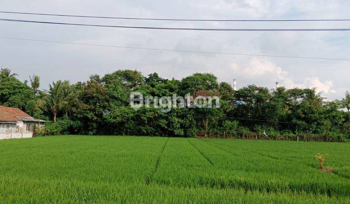 TANAH MURAH BENTUK SAWAH LOKASI STRATEGIS DEKAT TOL SERANG TIMUR 2