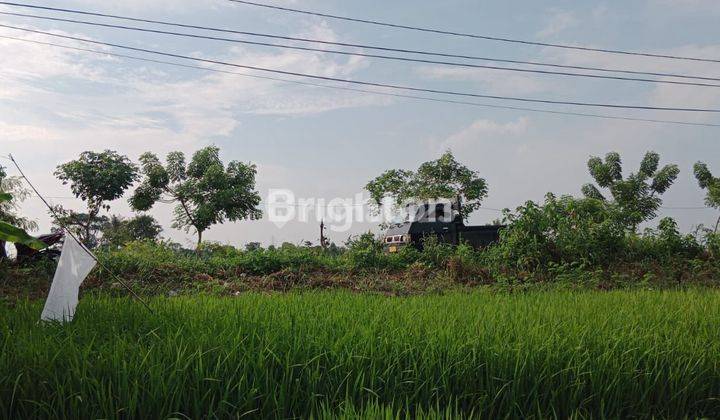 TANAH MURAH BENTUK SAWAH LOKASI STRATEGIS DEKAT TOL SERANG TIMUR 2