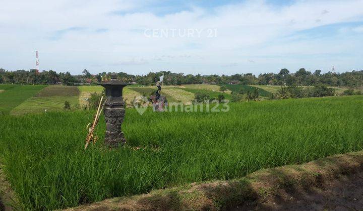 Tanah Lapang Di Desa Tangguntiti Tabanan S8135 2