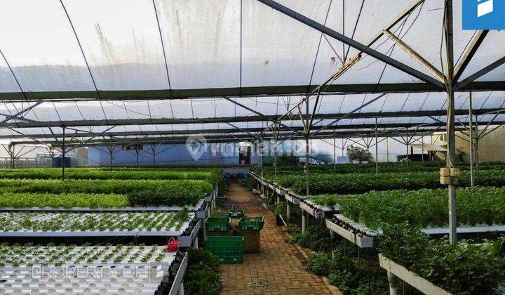 Gudang Dan Greenhouse 1500m SHM Maribaya Bandung 12