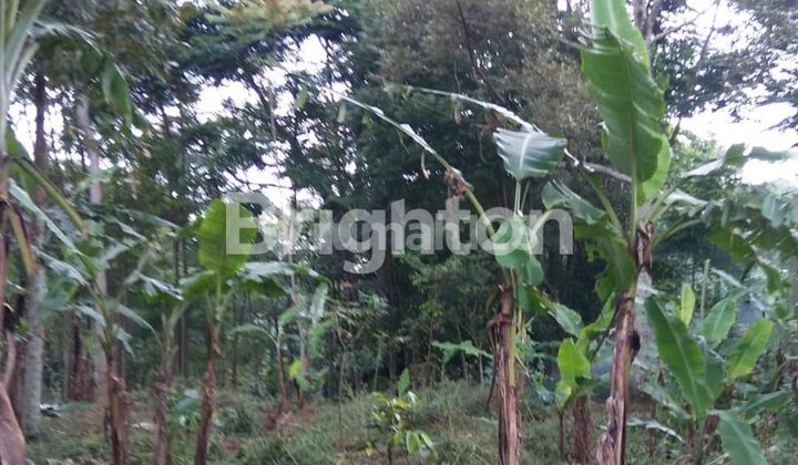 TANAH PUNCLUT MURAH SHM JARANG ADA