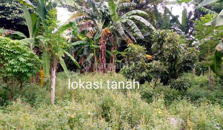 Tanah Strategis Dekat Gembira Loka Zoo,hanya 20 Meter Dari Jalan Raya Rejowinangun Yogyakarta  7