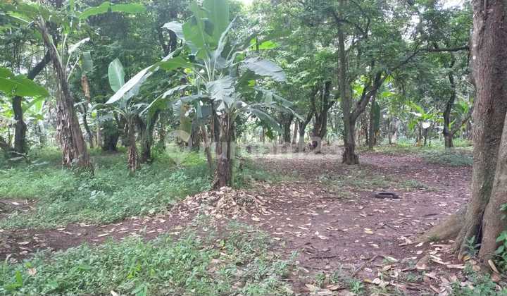 Jual Tanah Murah Depok, Dekat Cagar Alam Depok  1