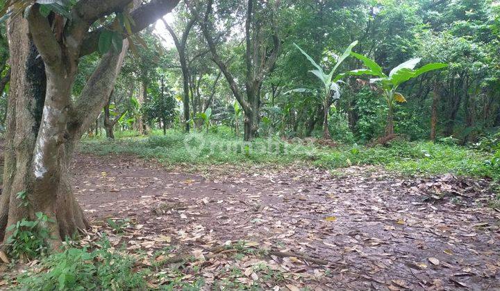 Jual Tanah Murah Depok, Dekat Cagar Alam Depok  3
