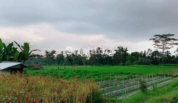 Land with View of Rice Fields and Mount Batukaru 1