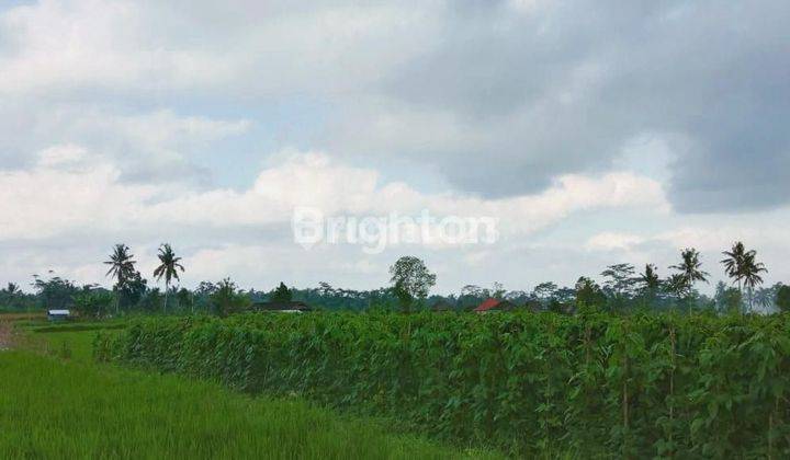 Land with View of Rice Fields and Mount Batukaru 2