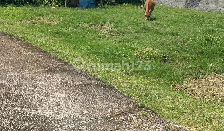 Land For Sale Near By Pas Tabanan At Residential Area Land For Sale Near By Pas Tabanan At Residential Area