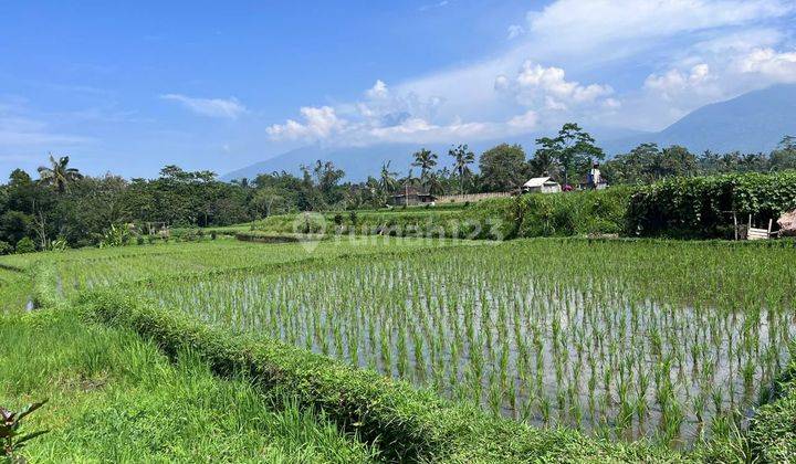 Tanah Pertanian View Gunung Batukaru Area Marga Tabanan  2