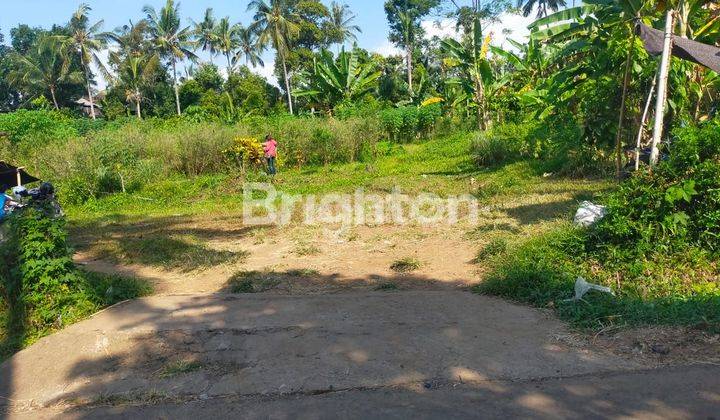 Tanah area DESA BUSUNGBIU - Singaraja 1