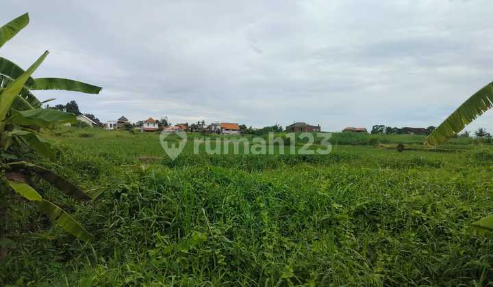 Freehold 5 Are With Rice Field View- Kedungu