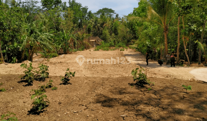 Dijual Tanah Kulonprogo, Tanah Panjatan Dekat Uny Wates  4