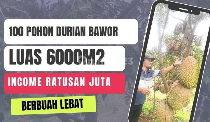 Kebun Durian Dijual Murah Luas 6000 Meter 100 Pohon Siap Panen 2