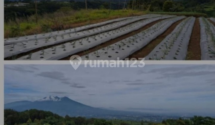 Dijual Tanah SHM 25 Hektar di Ciawi, Bogor By Rumah Chinida (Rt)