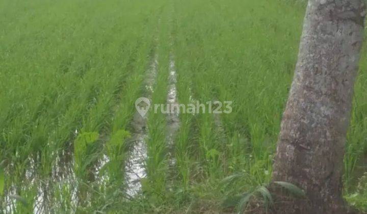 Dijual Tanah Sawah di Kalasan Sleman Yogyakarta By Rumah Chinida 1