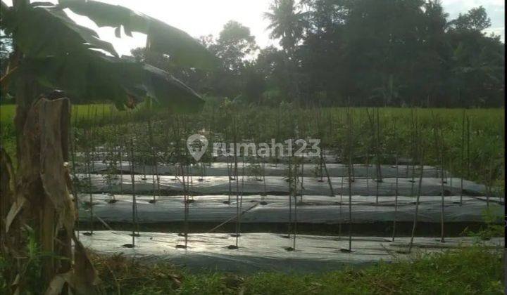 Dijual Tanah Sawah di Kalasan Sleman Yogyakarta By Rumah Chinida 2