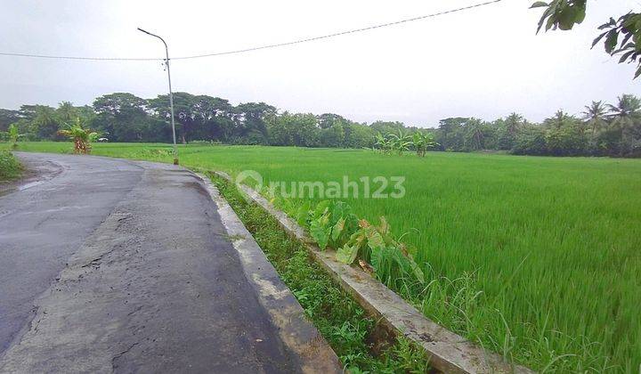 Tanah Sleman, View Persawahan, Akad di Notaris 1