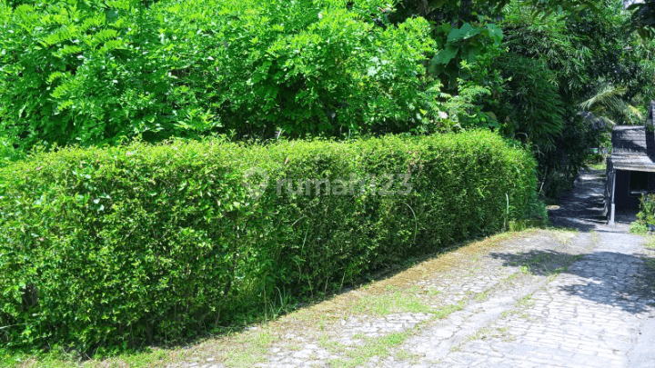 Tanah 260 m² ,shm, Murah Karangtengah, Kulon Progo 1