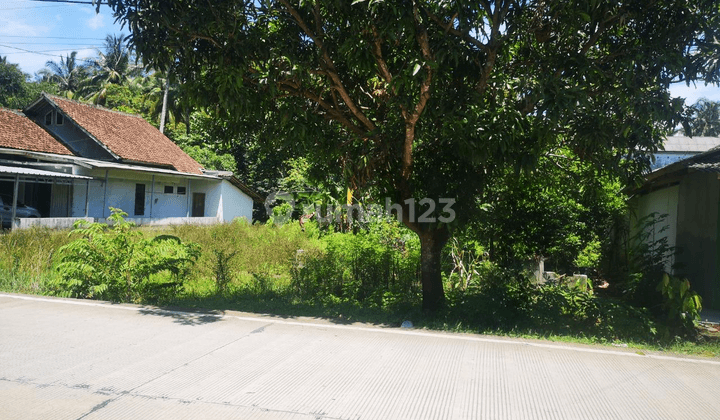 Tanah Murah Di Jl Raya Sobang Panimbang  1
