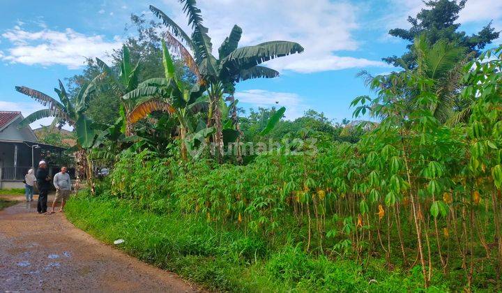 Tanah Termurah Tajur Halang, Sekitar Smp Tunas Harapan, Pasti Untung 20 Sd 25 Persen Per Tahun