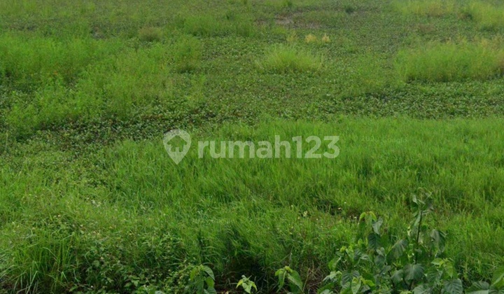 Dijual Cepat Dan Murah Tanah Di Jalan Raya Kemiri 1