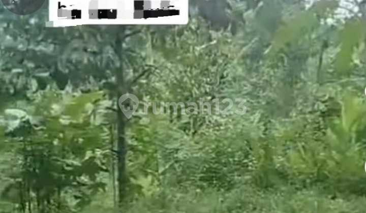 For Sale: Land Below Market Price in Rumpin, Bogor For Sale: Land Below Market Price in Rumpin, Bogor