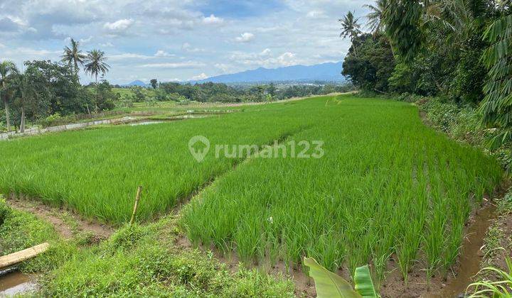 Dijual Tanah Cigombong Sukabumi Lingkungan Asri Cocok Bangun Pesantren 6