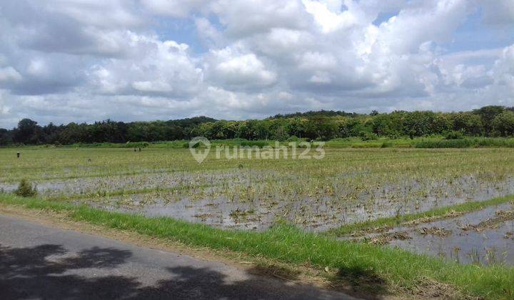  Tanah Sawah Dijual, Sangat Dekat Ke Pasar Brosot, Lt 1.126m2 2