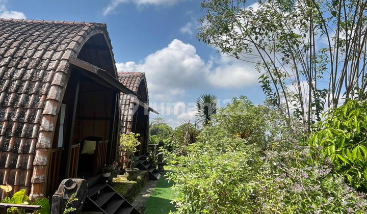 For Rent Bungalow Plaga, Petang - Bali, Close to Many Tourist Attractions & Suwiti Hospital. For Rent Bungalow Plaga, Petang - Bali, Close to Many Tourist Attractions & Suwiti Hospital.