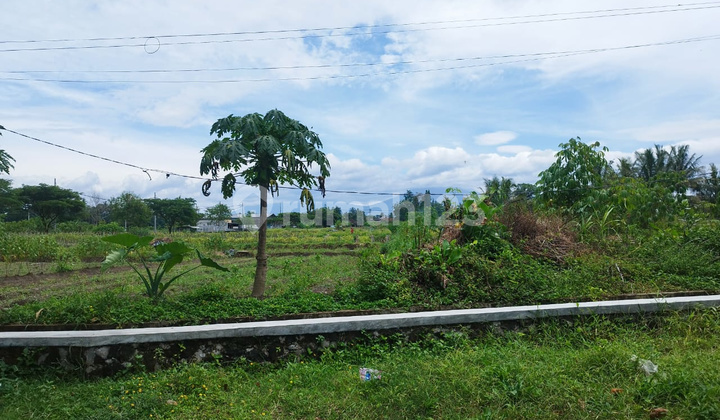 Land for Sale, Views of Rice Fields & Merapi in Mororejo, Tempel, Sleman