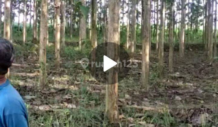 Jual Murah Kebon Jati Unggul 1