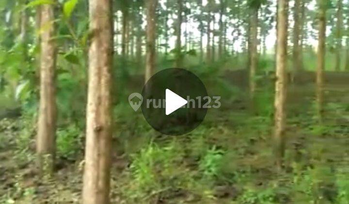 Jual Murah Kebon Jati Unggul 6