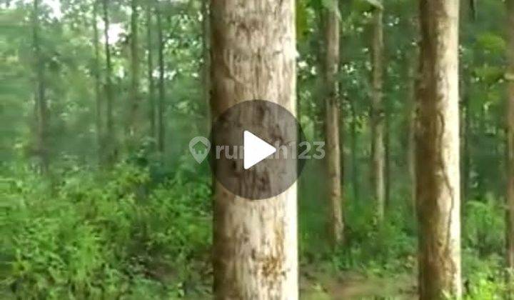 Jual Murah Kebon Jati Unggul 7