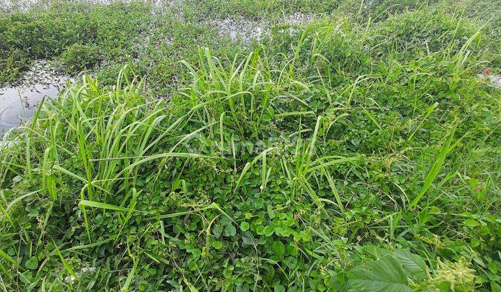 Tanah Dijual Murah Lokasi Pinggir Jalan Raya Kaliwunggu Kendal 3