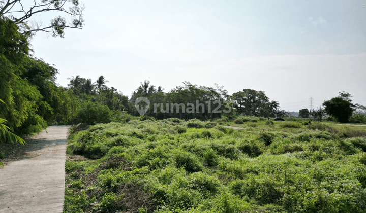 Tanah Murah Ngombol Purworejo, Dekat Wisata Hutan Mangrove 2