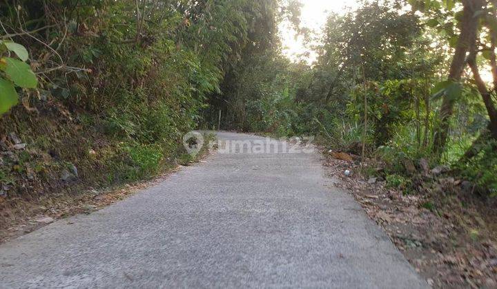 Tanah Bawuran Pleret, 5 Menit Wisata Hutan Pinus Bantul, Jogja 2