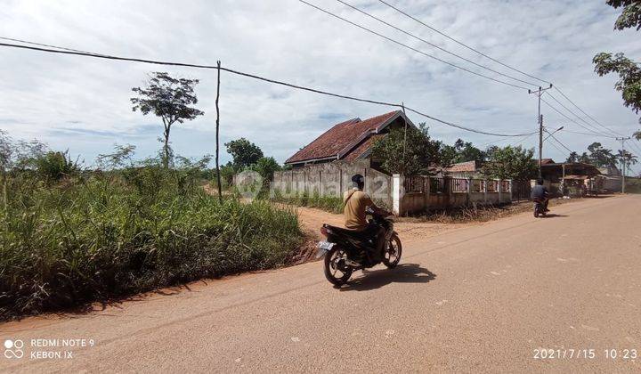 Tanah Murah Kebun 9 Muaro Jambi 1