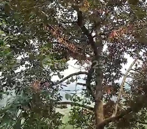 Dijual Kebun Duren Di Pabuaran Kec Sukamakmur Dijual Kebun Duren Di Pabuaran Kec Sukamakmur