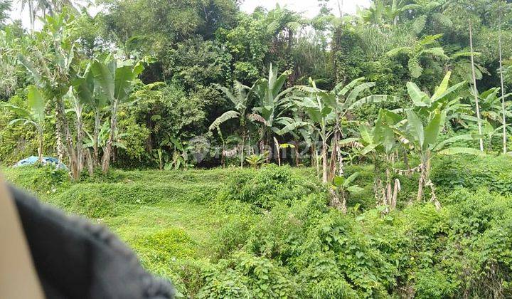 Dijual Tanah Kebun Di Cicurug Sukabumi Cocok Buat Wisata 2