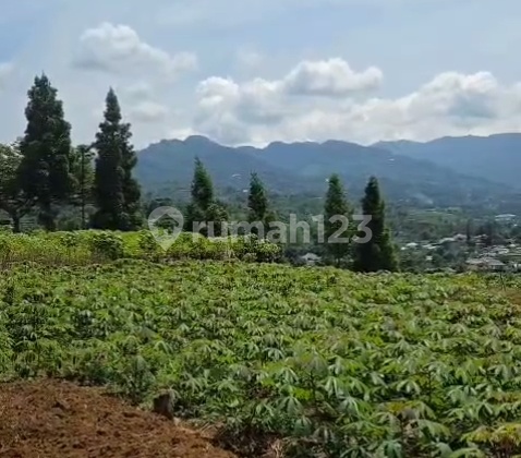 Dijual Tanah Best View di Pasir Angin Kec Megamendung Bogor Dijual Tanah Best View di Pasir Angin Kec Megamendung Bogor