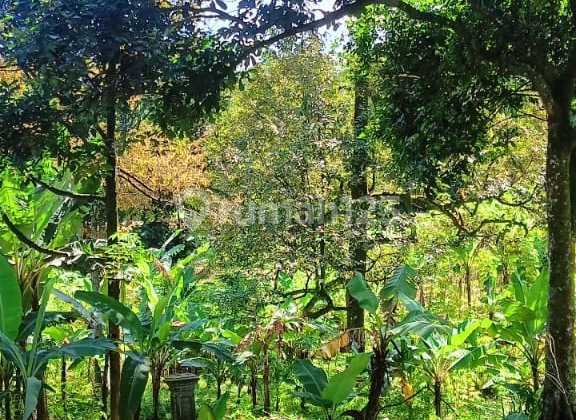 Dijual Tanah Kebun Duren Di Cipayung Kec Megamendung Kab Bogor 1
