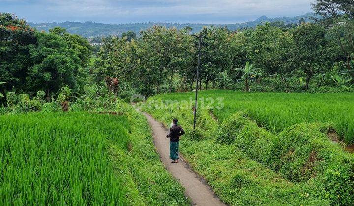 Dijual Tanah Sawah Di Megamendung Bogor 2