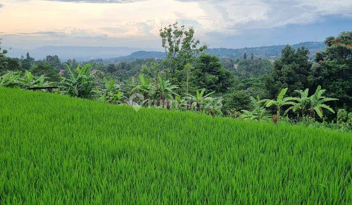 Dijual Tanah Sawah Di Megamendung Bogor 1