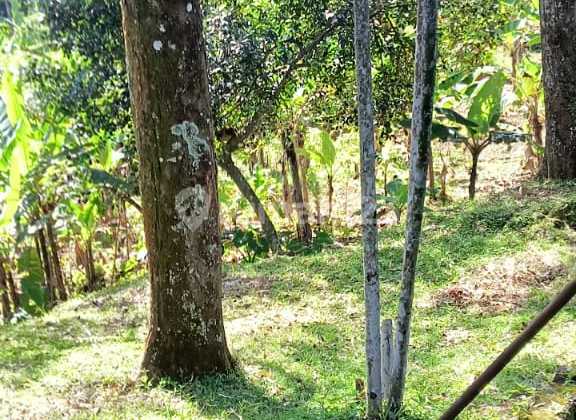 Dijual Tanah Kebun Duren Di Cipayung Kec Megamendung Kab Bogor 2