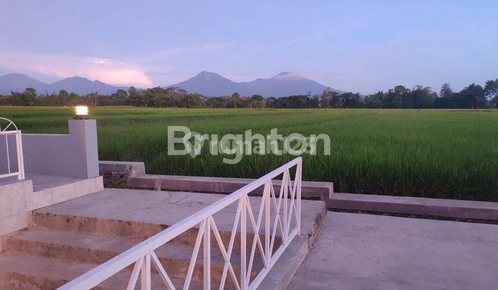 Tanah Istimewa  Di Rogojampi , Banyuwangi Rasa Ubud 2