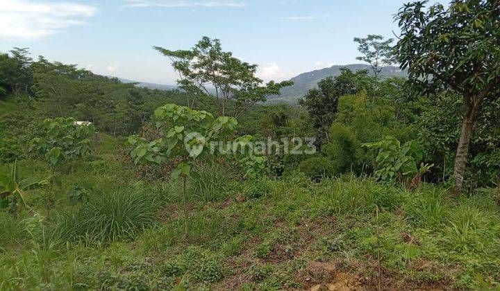 Tanah murah keuntungan melimpah di Sukamakmur Bogor  2