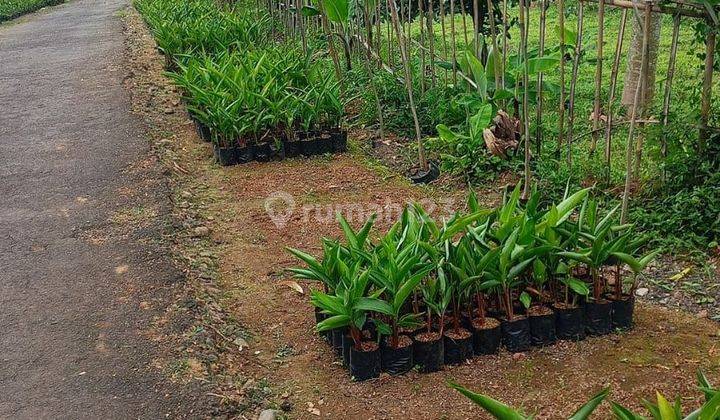 Tanah cocok untuk villa atau kebun di Cijeruk Bogor 1,5  SHM 1